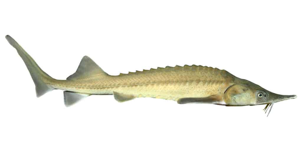 siberian sturgeon