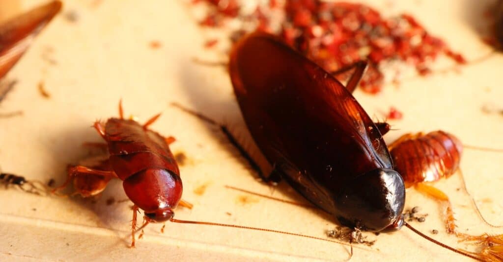 A closeup of an adult cockroach with two smaller ones.