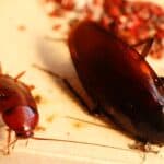 Smokybrown cockroach