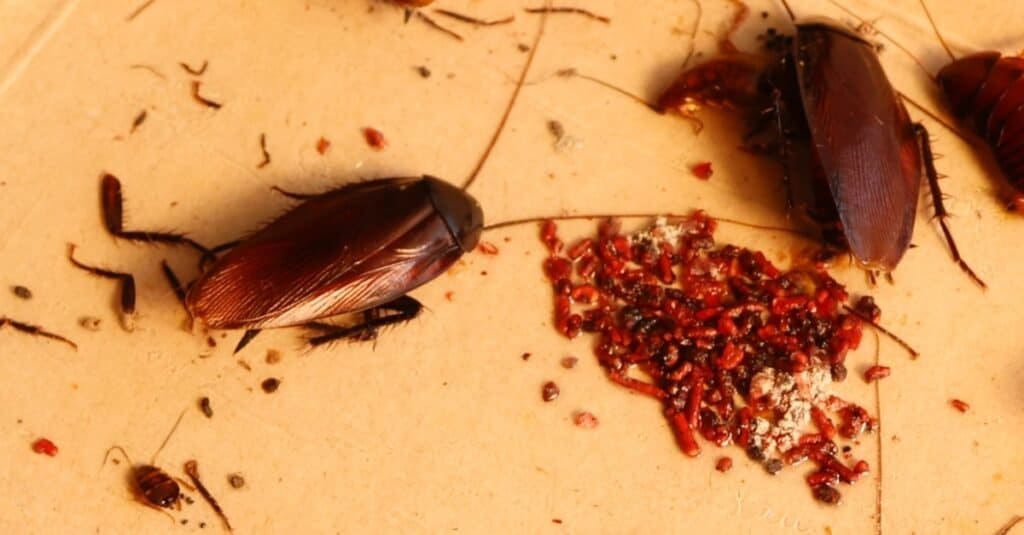 Smokybrown cockroaches, larvae and adults.