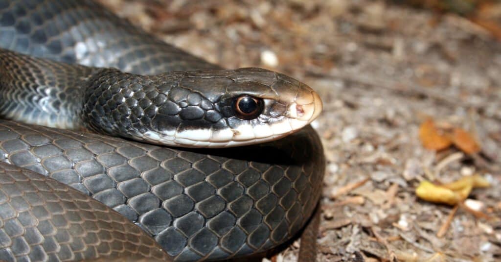 Close up of a southern black racer