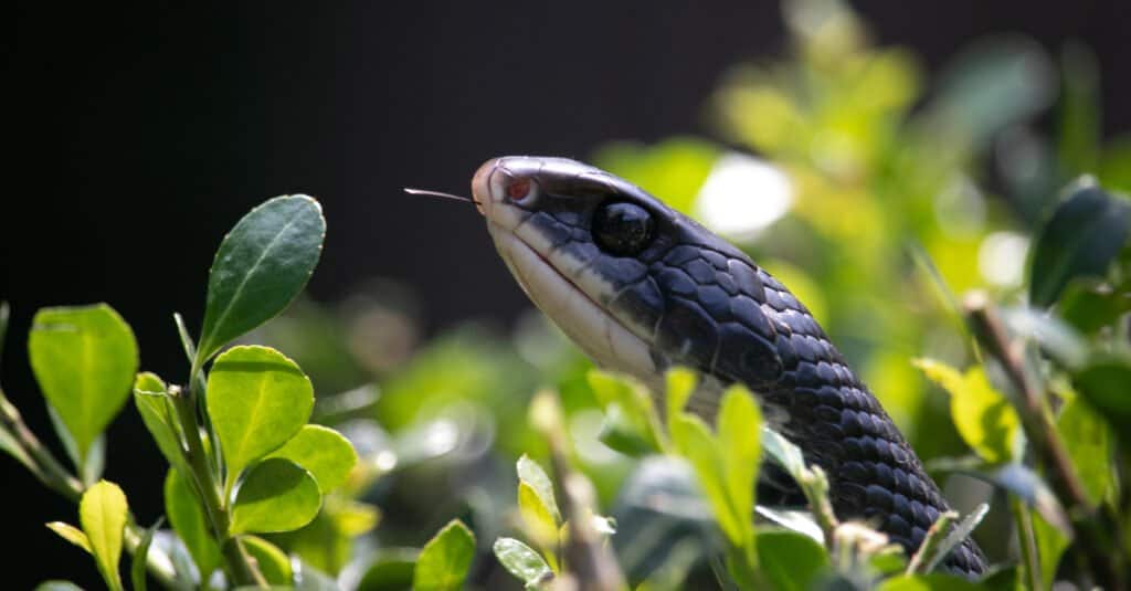 black racer vs black rat snake