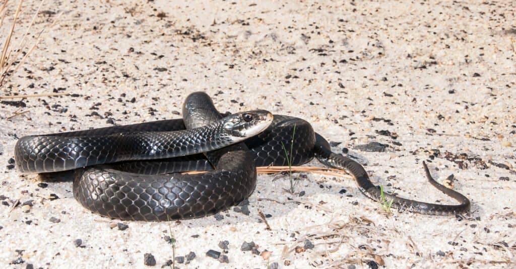 southern black racers are fast, agile snakes in north Georgia