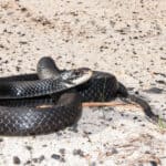Southern Black Racer