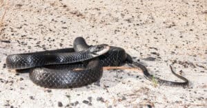 Black Racer vs Black Rat Snake: What’s the Difference? Picture