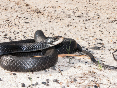 Southern Black Racer Picture