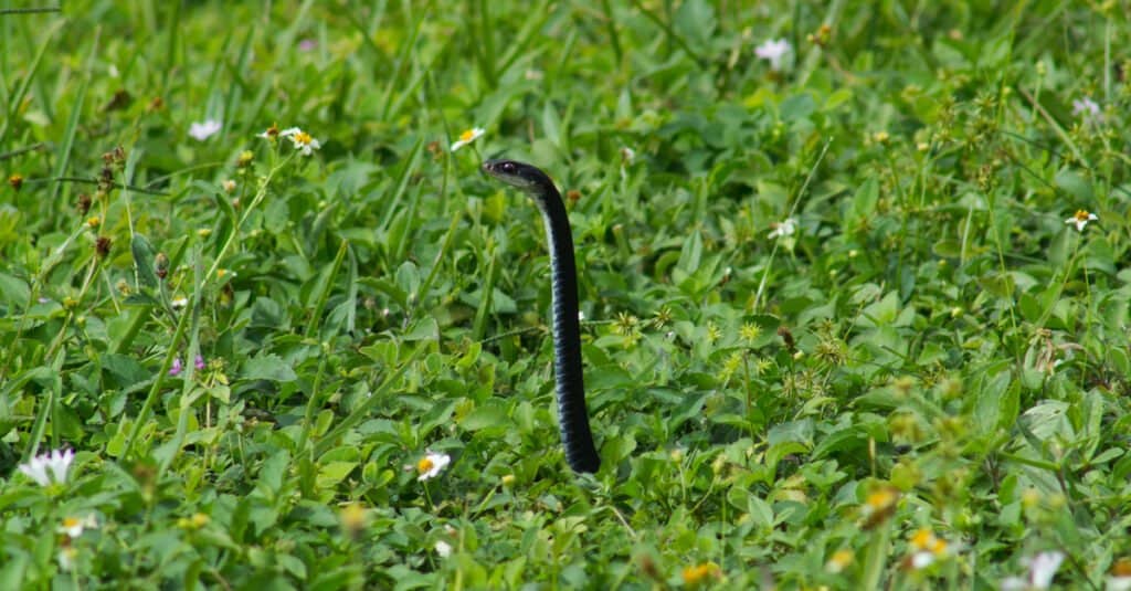 Southern black racer popping its head out of the grass