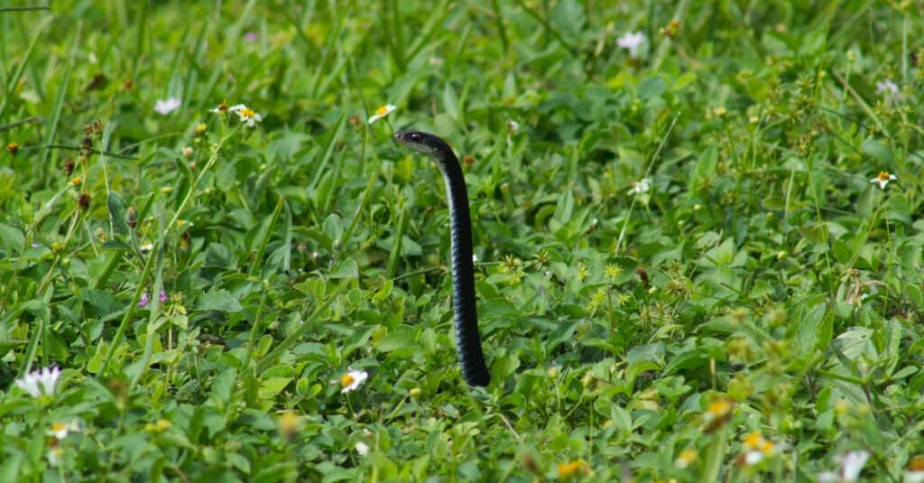 black racer vs rat snake