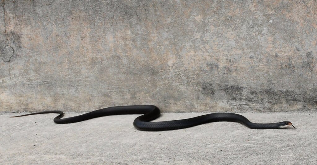 a southern black racer on the side of the road