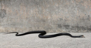 Discover the Largest Black Racer Snake Ever Recorded Picture