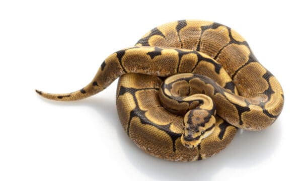 Spider Ball Python Animal Facts - Python regius - A-Z Animals