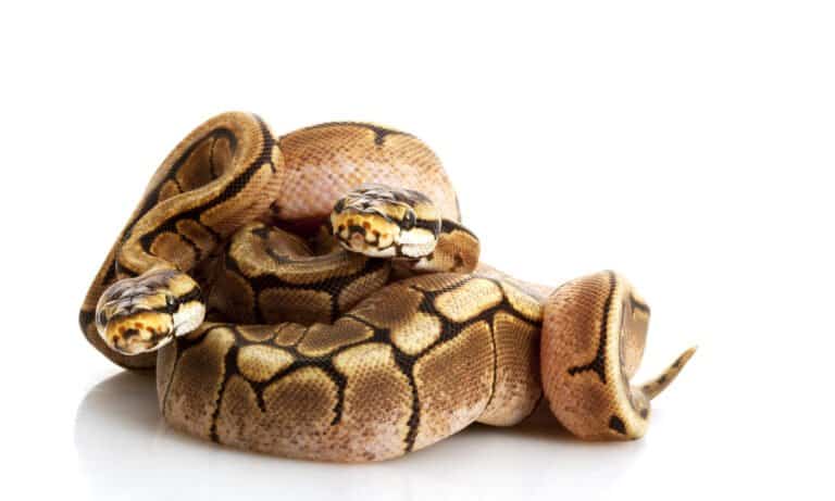 two spider ball pythons