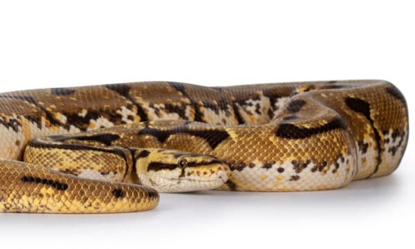 Spider Ball Python Animal Facts - Python regius - A-Z Animals