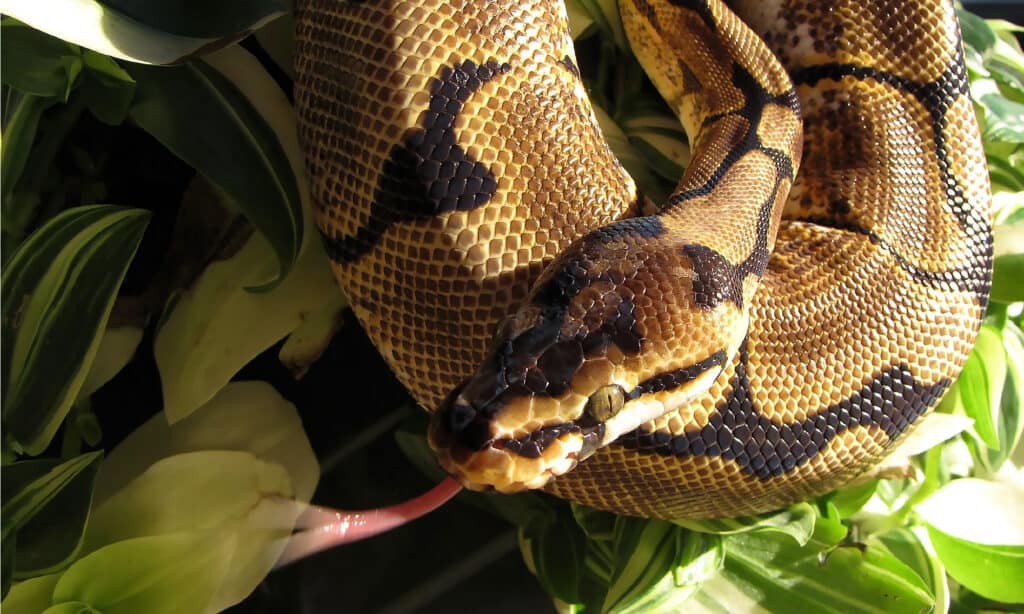 Ball python - Wikipedia