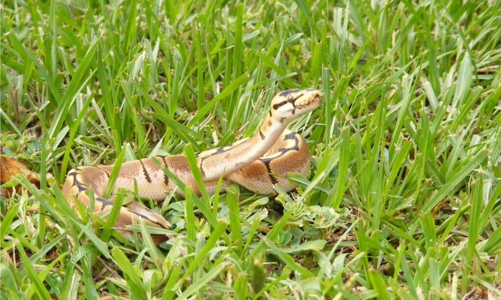 spider ball python in the grass