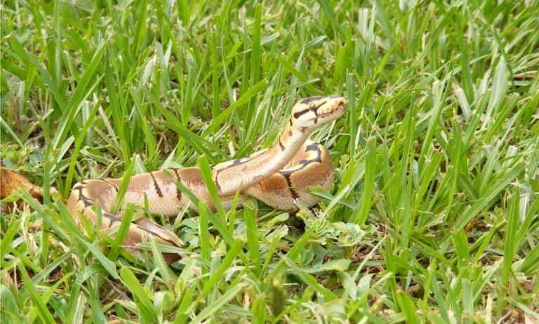 spider ball python in the grass