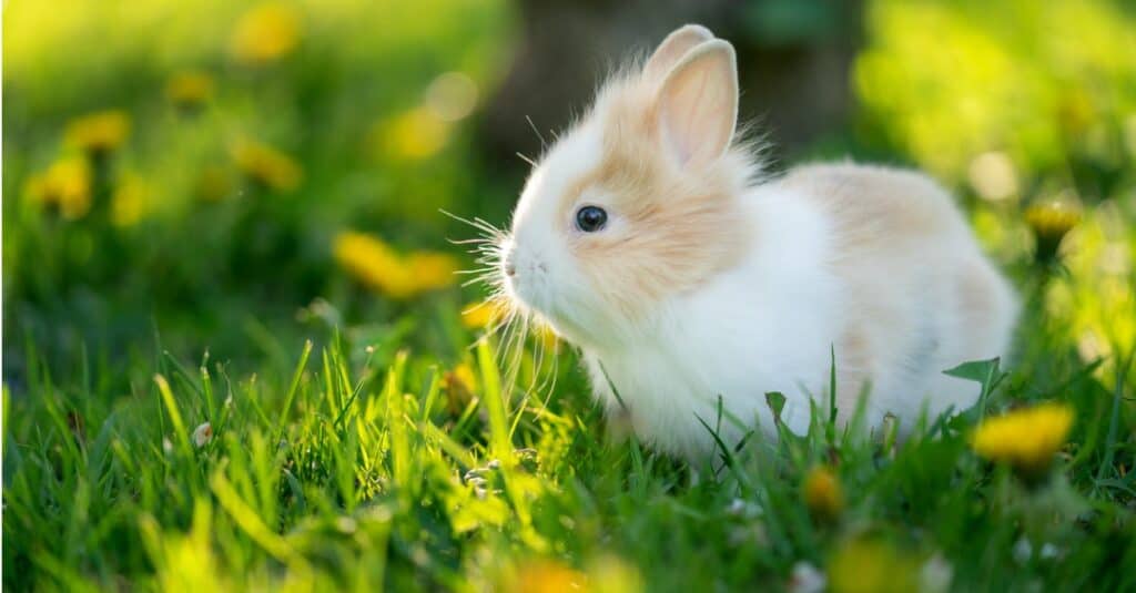 baby rabbit portrait