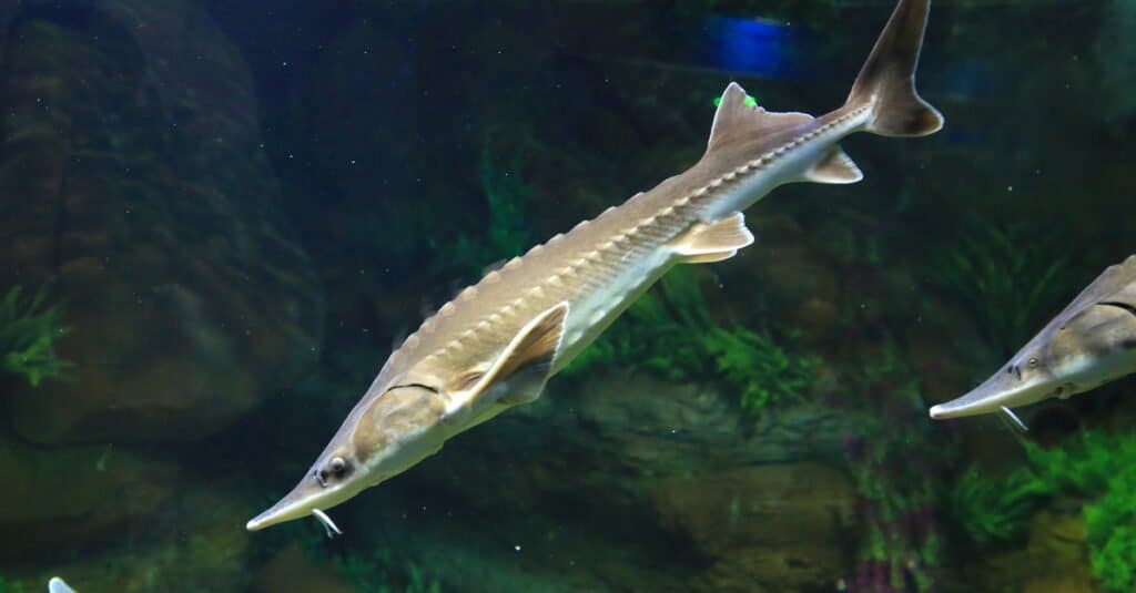 sturgeon in aquarium