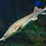 Lake sturgeon