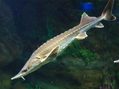 Lake Sturgeon Picture