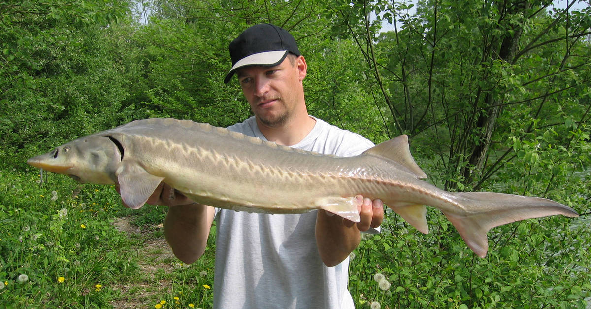 man holding sturgeon fish