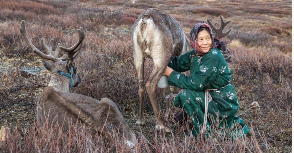 Reindeer Being Milked