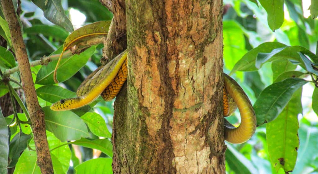 Western green mamba resting in tree