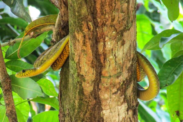 Western green mambas (D. viridis) often rest in trees, waiting for prey to wander too close.