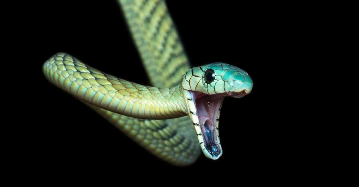 green mamba snake