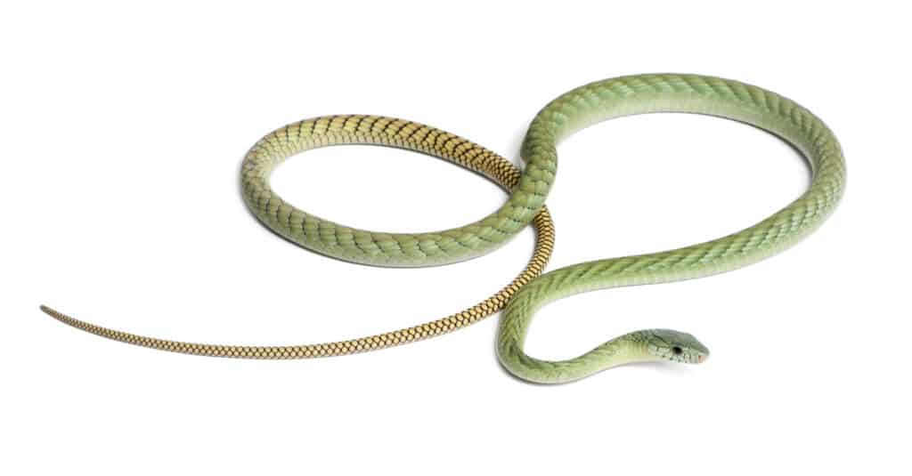 Western green mamba