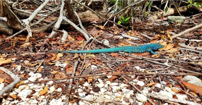 whiptail lizard crawling over sticks
