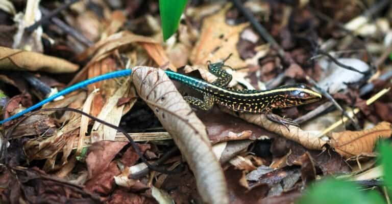 whiptail lizard crawling over leaves
