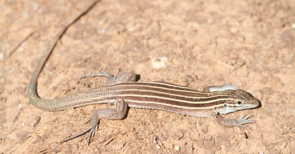close up of a whiptail lizard