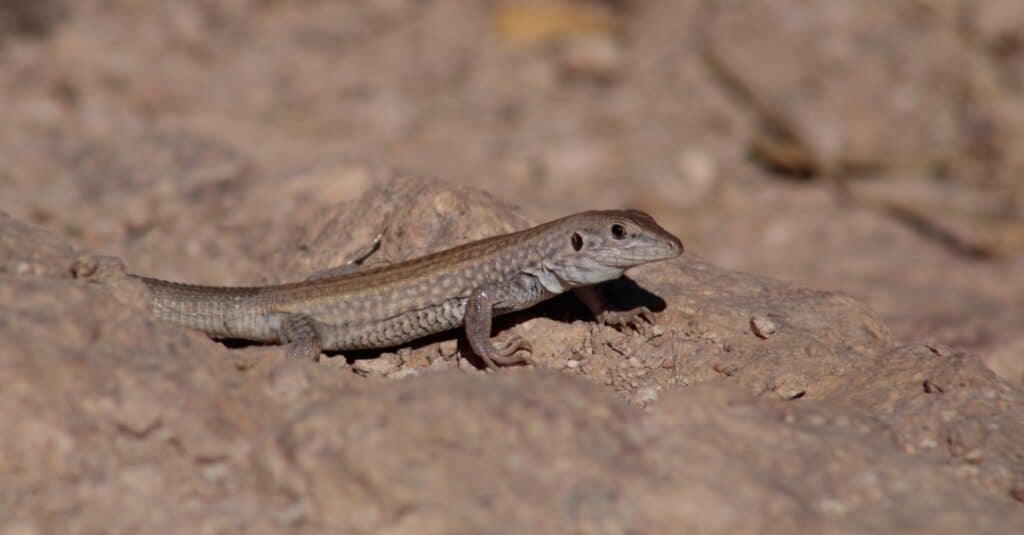 whiptail lizard on rocks