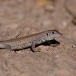 Tegus