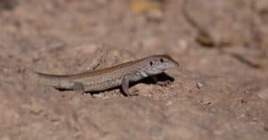 Whiptail Lizard photo