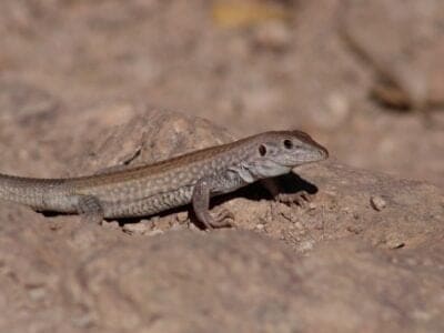 A Whiptail Lizard