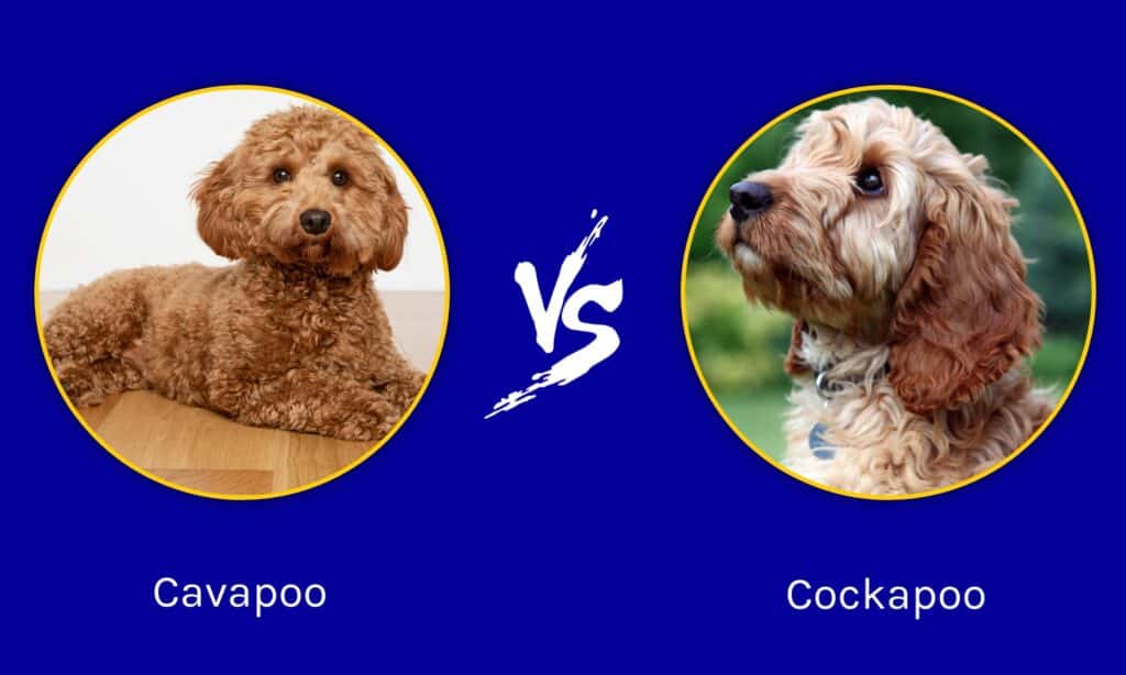 cavapoo size