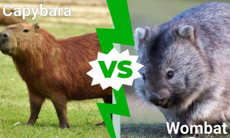 Capybara vs Wombat: 5 Key Differences - A-Z Animals