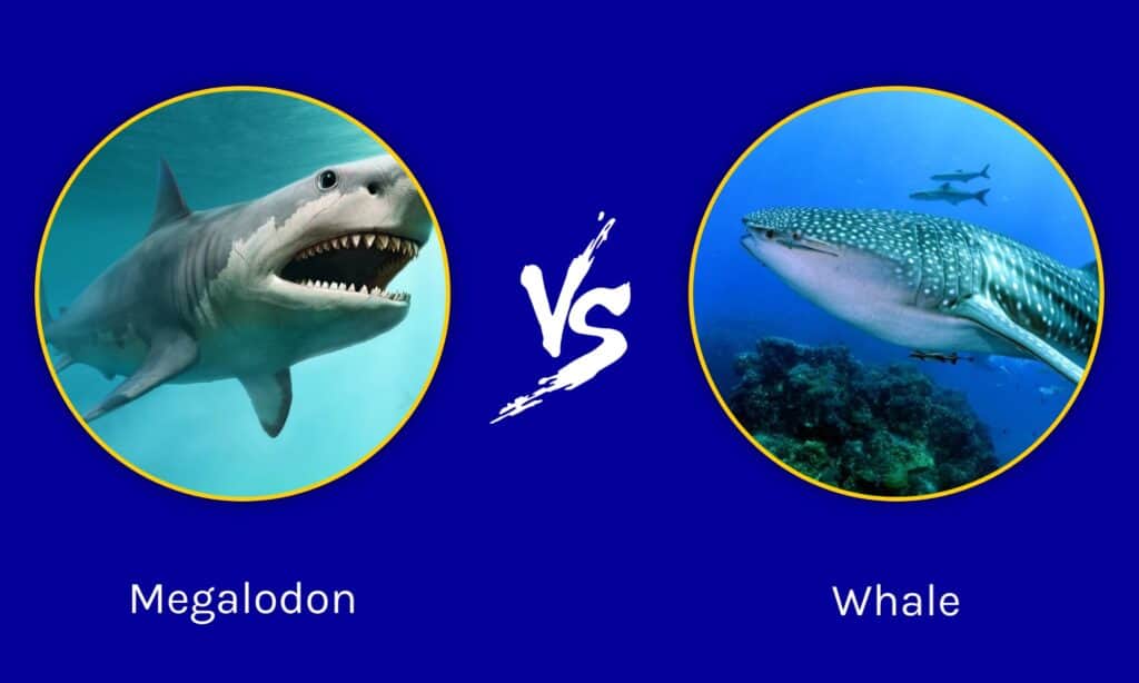 megalodon shark vs whale shark