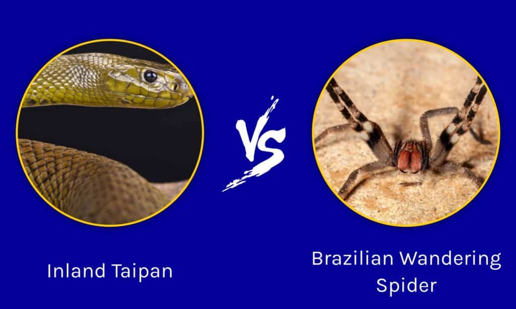 Inland Taipan Vs Brazilian Wandering Spider Which Is More Deadly A