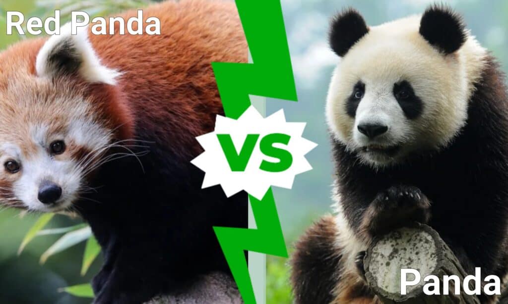 red panda vs panda