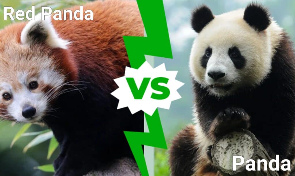 Red Panda vs Panda: 5 Key Differences - IMP WORLD