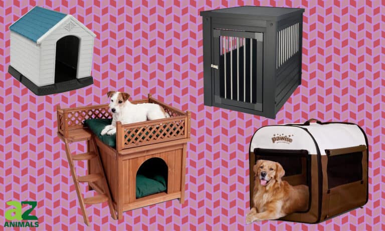 Indoor Dog House