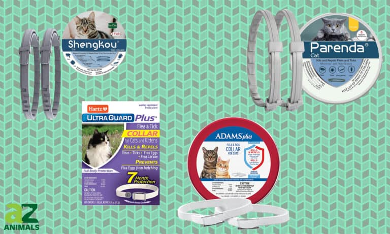 Cat Flea Collar