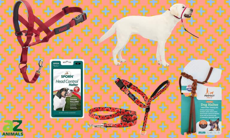 Dog Head Halter