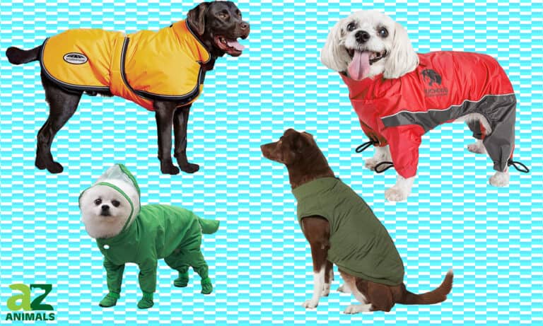 Dog Snowsuits