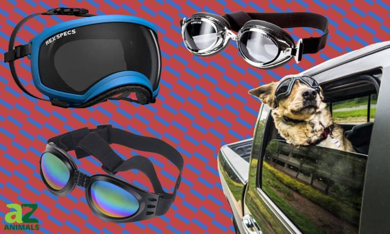 Dog Goggles