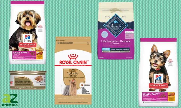 Dog Foods for Yorkies