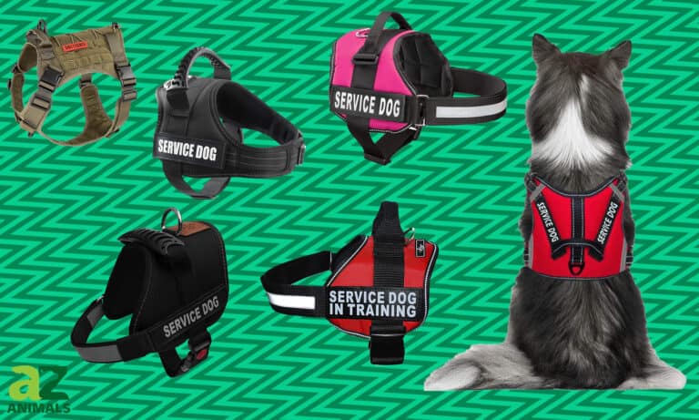 Working Dog Vest